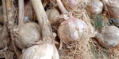 I will sell winter garlic harnaś, caliber 4 to