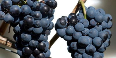 High-quality Hungarian grapes such as Leányka/Dziewczynka (white, Hungarian variety),
