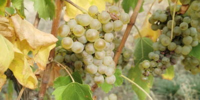 High-quality Hungarian grapes such as Leányka/Dziewczynka (white, Hungarian variety),