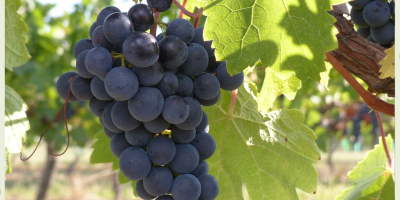 High-quality Hungarian grapes such as Leányka/Dziewczynka (white, Hungarian variety),