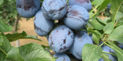For saleCacanska Lepotica plum, from my own garden. In