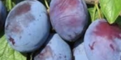 For saleCacanska Lepotica plum, from my own garden. In