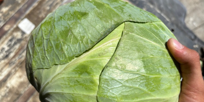 1000kg cabbage for sale Crusoe F1