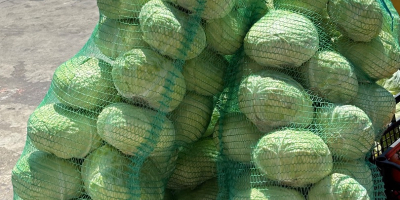 1000kg cabbage for sale Crusoe F1