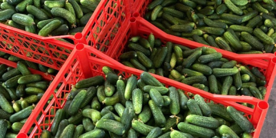 We are offering Cornichons, both fresh and pickled. We