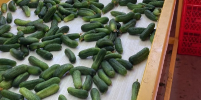 We are offering Cornichons, both fresh and pickled. We