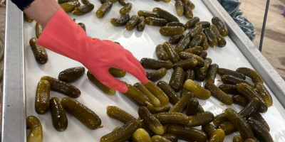 We are offering Cornichons, both fresh and pickled. We