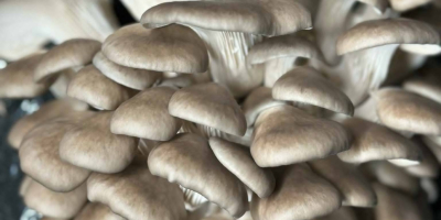 I sell white, brown, portobello, flat, and oyster mushrooms.