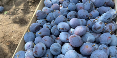 Fresh Stanley plums from Moldova – 30+ mm caliber,