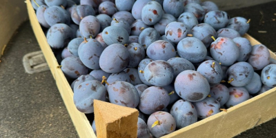 Fresh Stanley plums from Moldova – 30+ mm caliber,