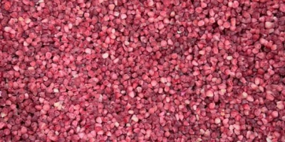 Lampone 95/5 - congelato in scatola da 10 kg