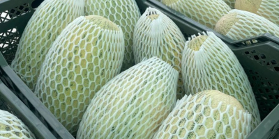 Export de pepene galben proaspăt din Uzbekistan 1 kg