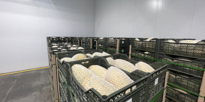 Export de pepene galben proaspăt din Uzbekistan 1 kg