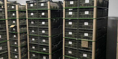 Export de pepene galben proaspăt din Uzbekistan 1 kg