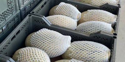 Export de pepene galben proaspăt din Uzbekistan 1 kg