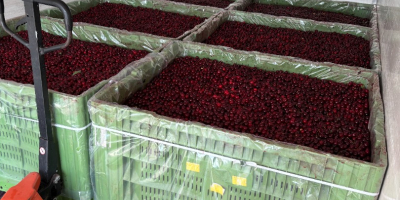 Ове сезоне нудимо индустријске вишње сорте Лутовка из наших