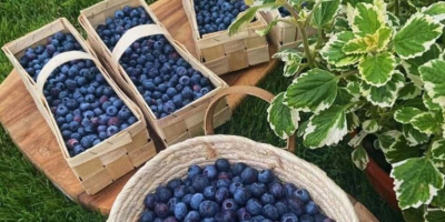 Mirtilli direttamente da una piantagione locale, biologici, non trattati