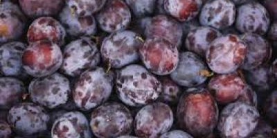 We Buy Industrial Plums We are not concerned about