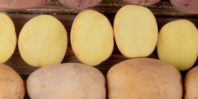 Patate fresche albanesi - La stagione inizia tra 3