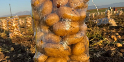 Siamo produttori di patate, varietà Agata e Konkordt di
