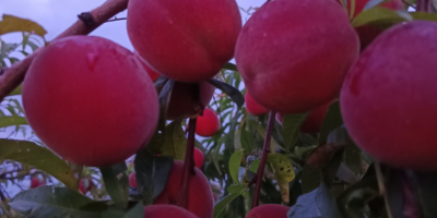 Ще продам праскови Харнаш, количеството и датата ще бъдат
