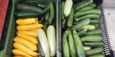 Zucchine in vendita Diverse varietà di Landa fresche Per