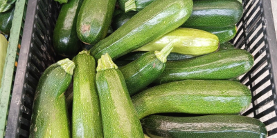 Zucchine in vendita Diverse varietà di Landa fresche Per