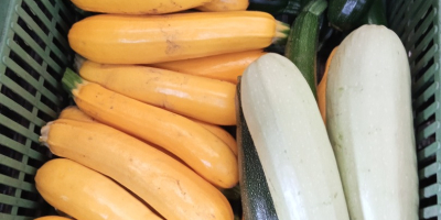 Zucchine in vendita Diverse varietà di Landa fresche Per