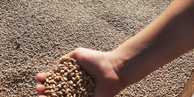 I am selling wheat, harvest 2025.