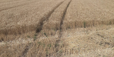 I am selling wheat, harvest 2025.