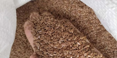 Продаваме кафяв лен. 1000 тона. Опаковка в големи торби.
