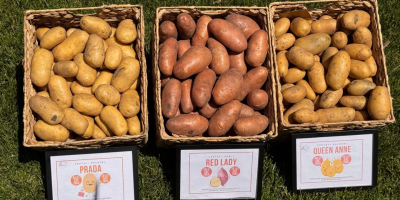 Le patate sono Red Lady, Queen Anne e Prada.