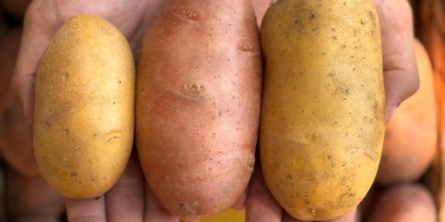 Le patate sono Red Lady, Queen Anne e Prada.