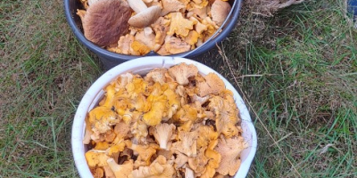 I will sell chanterelles straight from the forest, they
