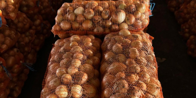 White onion, Braila County, Albina village. Large quantities available.
