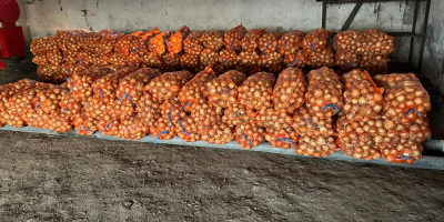 White onion, Braila County, Albina village. Large quantities available.