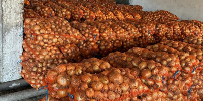 White onion, Braila County, Albina village. Large quantities available.