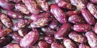 All type Beans export from Uzbekistan Purplebeans Beans. Green