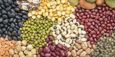 All type Beans export from Uzbekistan Purplebeans Beans. Green