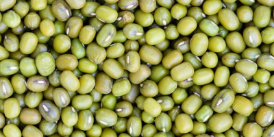 All type Beans export from Uzbekistan Purplebeans Beans. Green