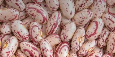 All type Beans export from Uzbekistan Purplebeans Beans. Green