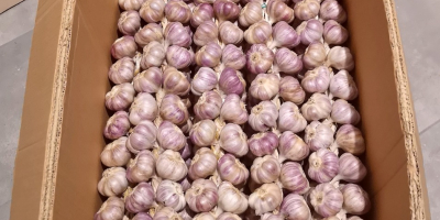 Ha eredeti, aromás lengyel fokhagymát keres, jó helyen jár!
