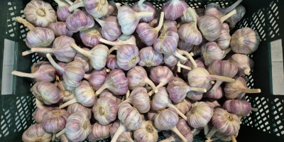 Ha eredeti, aromás lengyel fokhagymát keres, jó helyen jár!