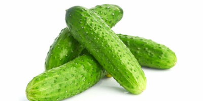 We are interested in purchasing 100 tons of cucumbers