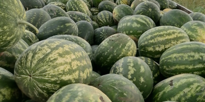 Продавач: Лукиян Лазаров Пивнице, община Бачка Паланка, Сърбия –
