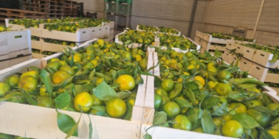 Abbiamo mandarini Satsuma (Iwasakis, Okitsus, Satsuma). Sono i primi