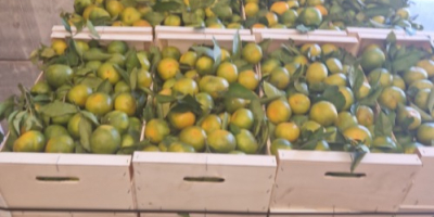 Abbiamo mandarini Satsuma (Iwasakis, Okitsus, Satsuma). Sono i primi