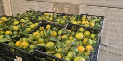 Abbiamo mandarini Satsuma (Iwasakis, Okitsus, Satsuma). Sono i primi