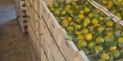 Abbiamo mandarini Satsuma (Iwasakis, Okitsus, Satsuma). Sono i primi