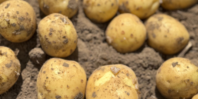 We invite you to purchase fresh Polish potatoes from